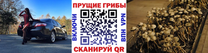 Псилоцибиновые грибы GOLDEN TEACHER  купить наркотик  Камень-на-Оби 
